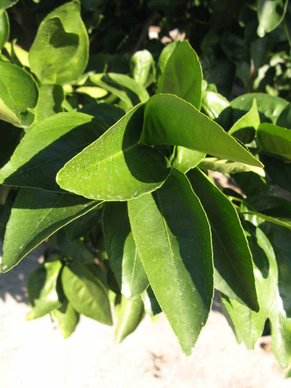           Sun leaves (Winter Haven, FL)   